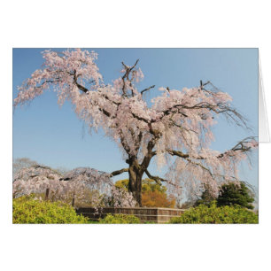 Japan, Kyoto. Kirschbaum unter blauem Himmel