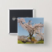 Japan, Kyoto. Kirschbaum unter blauem Himmel Button (Vorne & Hinten)