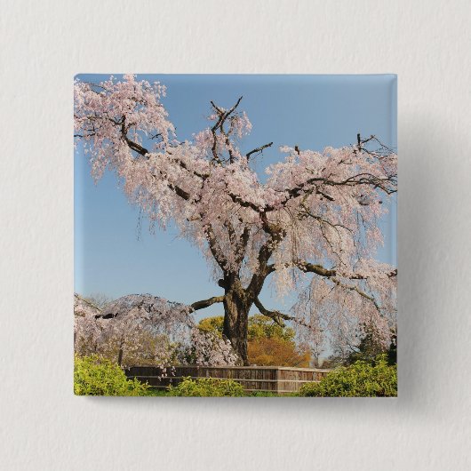 Japan, Kyoto. Kirschbaum unter blauem Himmel Button (Vorderseite)