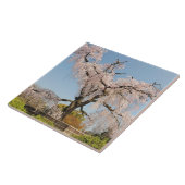 Japan, Kyoto. Kirschbaum unter blauem Himmel Fliese (Seite)