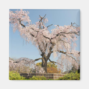 Japan, Kyoto. Kirschbaum unter blauem Himmel Magnet