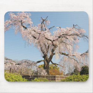 Japan, Kyoto. Kirschbaum unter blauem Himmel Mousepad