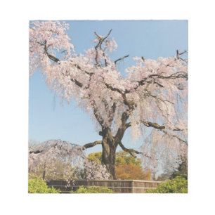 Japan, Kyoto. Kirschbaum unter blauem Himmel Notizblock