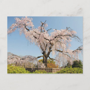 Japan, Kyoto. Kirschbaum unter blauem Himmel Postkarte
