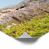 Japan, Kyoto. Kirschbaum unter blauem Himmel wisch Poster (Ecke)