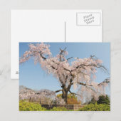 Japan, Kyoto. Kirschbaum unter blauem Himmel wisch Postkarte (Vorne/Hinten)