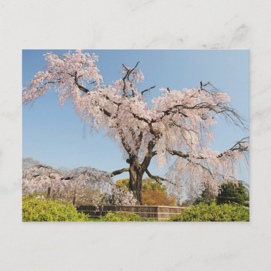 Japan, Kyoto. Kirschbaum unter blauem Himmel wisch Postkarte (Vorderseite)