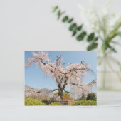 Japan, Kyoto. Kirschbaum unter blauem Himmel wisch Postkarte (Stehend Vorderseite)