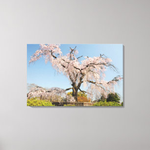 Japan, Kyoto. Trauerkirsche unter blauem Himmel Leinwanddruck