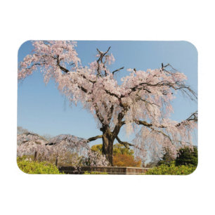 Japan, Kyoto. Trauerkirsche unter blauem Himmel Magnet