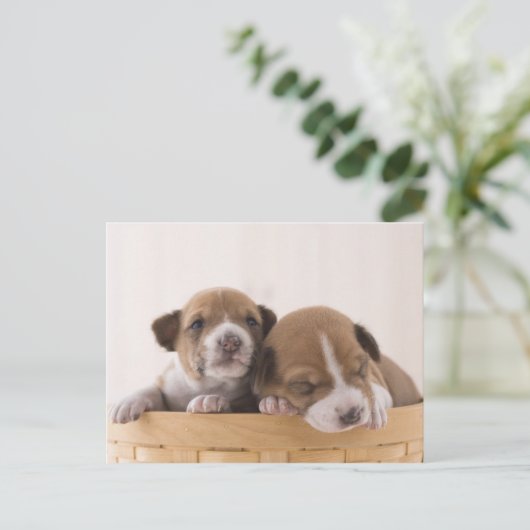 Japan Postkarte (Stehend Vorderseite)