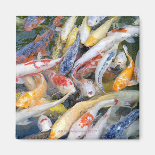 Japan, Tokyo, Nahaufnahmeschwimmenfisch Magnet