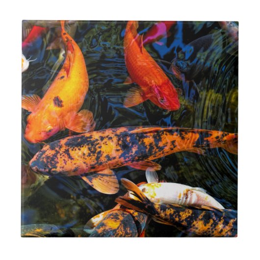 Japaner Koi - Cyprinus Carpio haematopterus Fliese (Vorderseite)