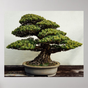 Japaner-White Pine-Bonsais-Baum Poster