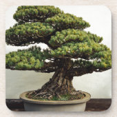 Japaner-White Pine-Bonsais-Baum Untersetzer (Vorderseite)