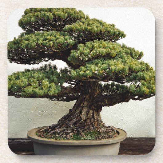 Japaner-White Pine-Bonsais-Baum Untersetzer (Vorderseite)