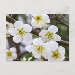 Japanese Apricot "Ryoku-gaku" [Postcard] Postkarte