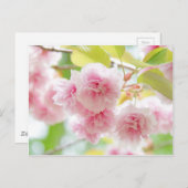 Japanese cherry blossoms postkarte (Vorne/Hinten)