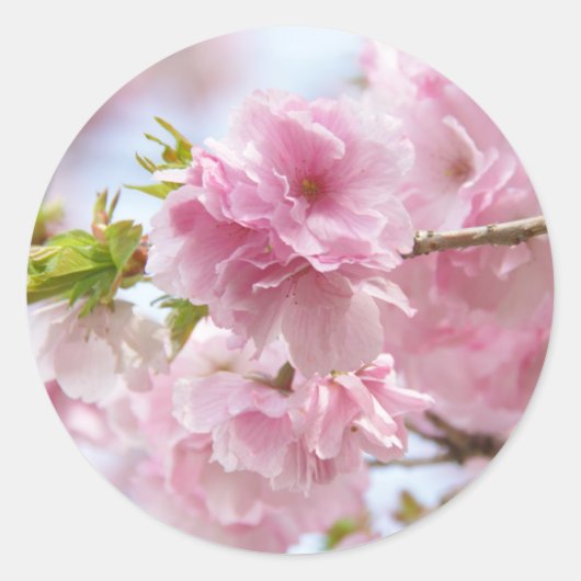 Japanese cherry blossoms runder aufkleber (Vorderseite)