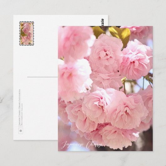 Japanese Cherry Postkarte (Vorne/Hinten)