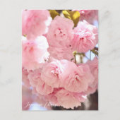 Japanese Cherry Postkarte (Vorderseite)