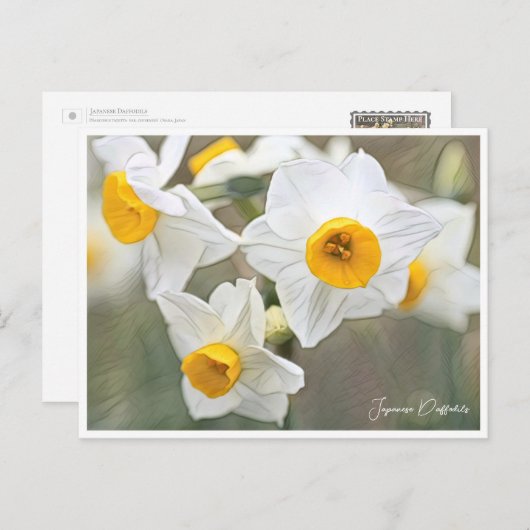 Japanese Daffodils Postkarte (Vorne/Hinten)