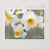 Japanese Daffodils Postkarte (Vorderseite)