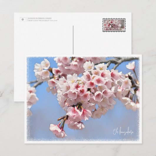 Japanese Flowering Cherry Postkarte (Vorne/Hinten)