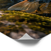 Japanese Garden & Koi Pond - Photographic Image Poster (Ecke)