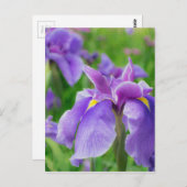 Japanese iris postkarte (Vorne/Hinten)
