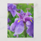 Japanese iris postkarte (Vorderseite)