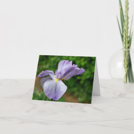 Japanese Iris Unfolding Flower Photography (Vorderseite)