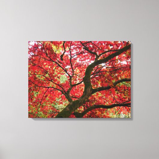 Japanese Maple Canvas Print Leinwanddruck (Vorderseite)