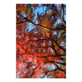 Japanese Maple Fotodruck (Vorne)