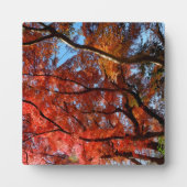 Japanese Maple Fotoplatte (Vorderseite)