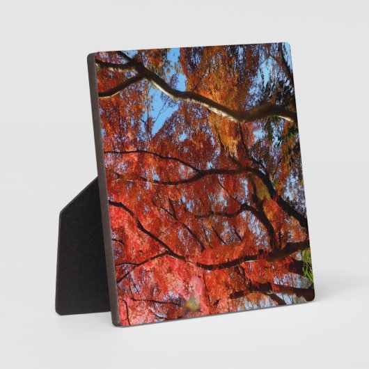 Japanese Maple Fotoplatte (Vorderseite)