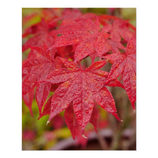 Japanese Maple Leaves Poster (Vorderseite)