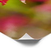 Japanese Maple Leaves Poster (Ecke)