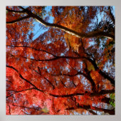 Japanese Maple Poster (Vorne)