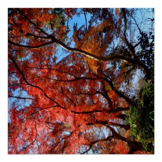 Japanese Maple Poster (Vorderseite)