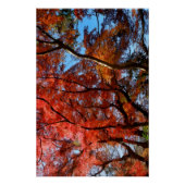 Japanese Maple Poster (Vorderseite)