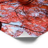 Japanese Maple Poster (Ecke)