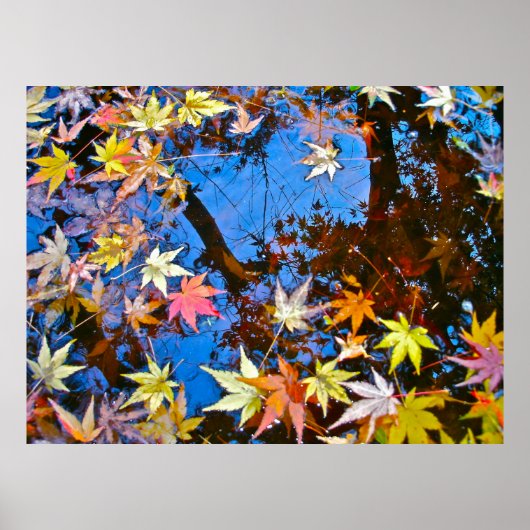 Japanese Maple Reflections Poster (Vorne)