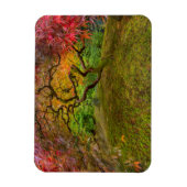 Japanese maple tree in autumn color magnet (Vertikal)