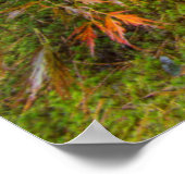 Japanese maple tree in autumn color poster (Ecke)