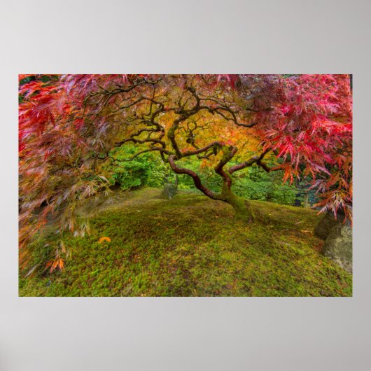 Japanese maple tree in autumn color poster (Vorne)