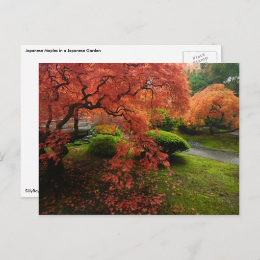 Japanese Maples in a Japanese Garden in Autumn Postkarte (Vorne/Hinten)