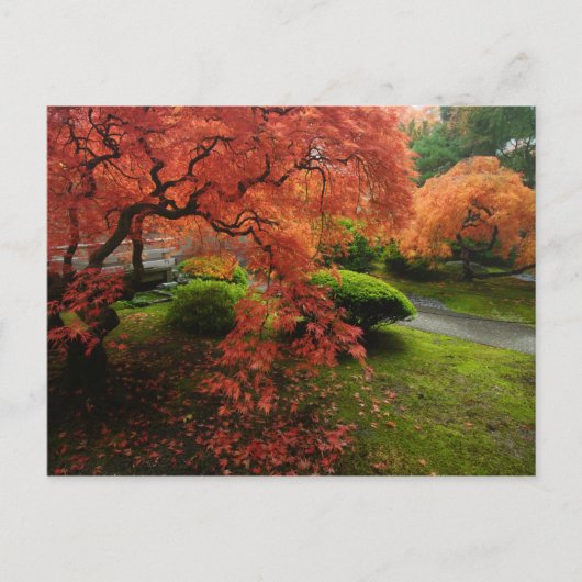 Japanese Maples in a Japanese Garden in Autumn Postkarte (Vorderseite)