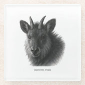 Japanese Serow Black & White Fine Art Glasuntersetzer (Vorderseite)