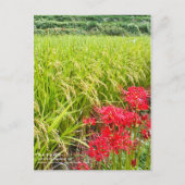 JAPANESE SHANGRI-LA [Postcard] Postkarte (Vorderseite)